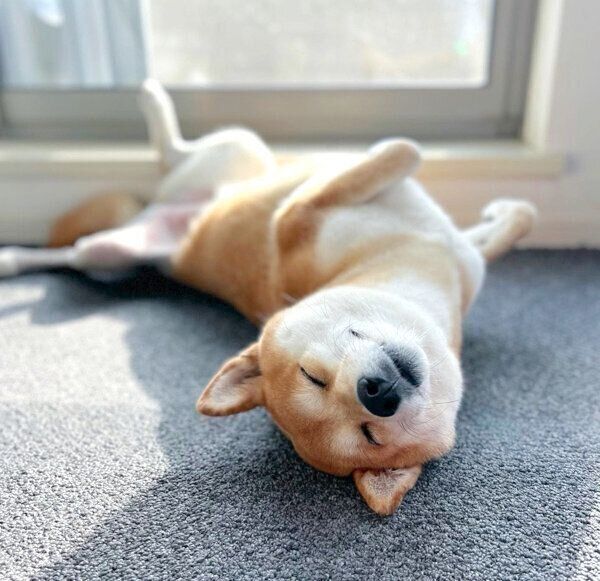 ヘソ天するすずちゃん