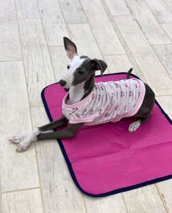 犬の幼稚園でトレーニング中のイタリアン・グレーハウンド 生後5カ月
