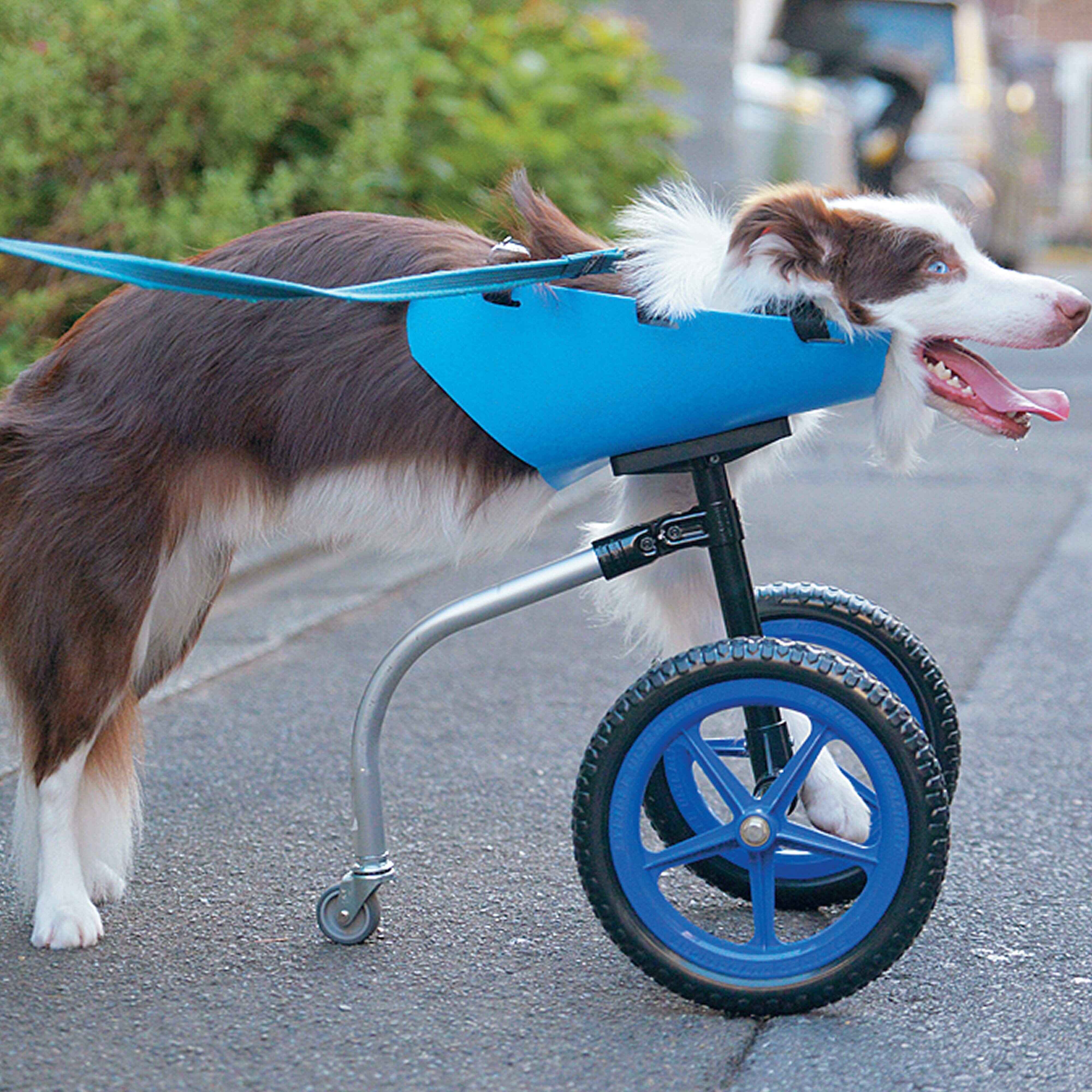 後ろ足だけで歩ける車椅子をボーダー・コリーのいぬ友達が制作。試作品として現在お試し中