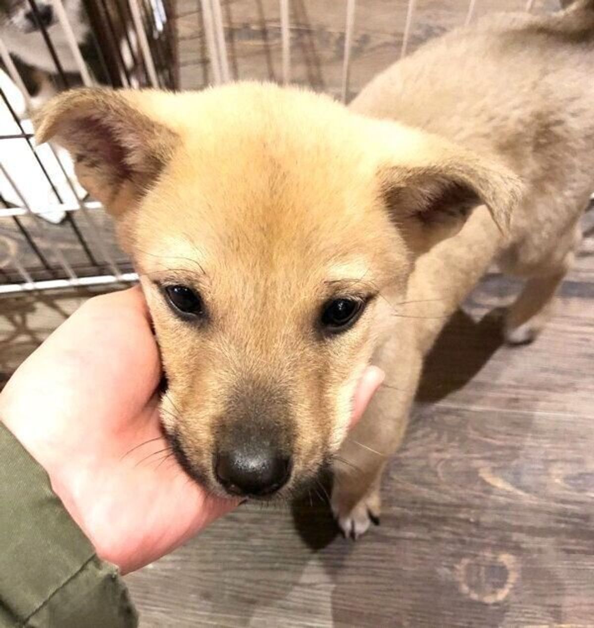 保護犬を迎え入れた日に 予期せぬ幸運 が 家族になって約2年 今の暮らしぶりを覗き見 いぬのきもちweb Magazine 保護犬を迎え入れた日に 予期せぬ幸運 が 家族になって約2年 今の暮らしぶりを覗き見 いぬのきもちweb Magazine
