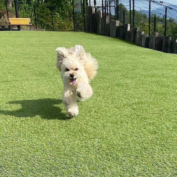 ドッグランで走る琴ちゃん