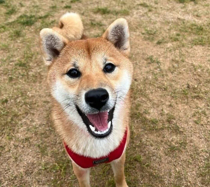 笑顔が可愛いおかかちゃん