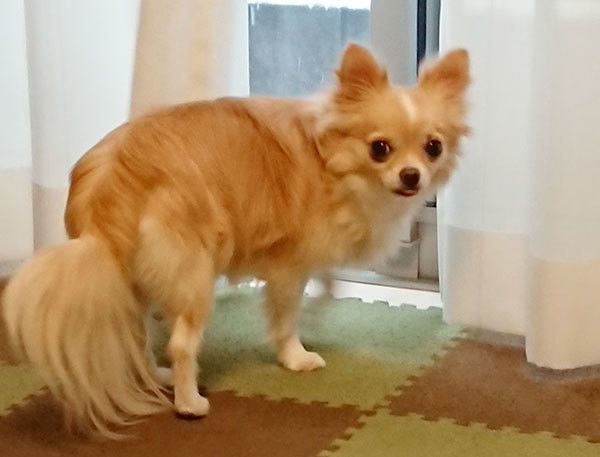 見つけるチワワ