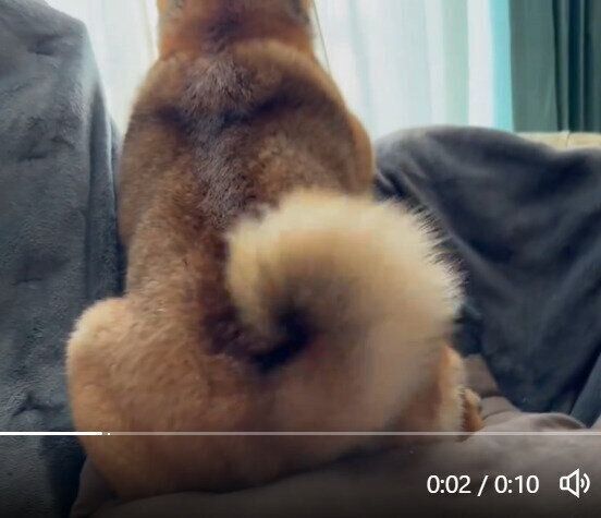 窓の外を見るつくねちゃん