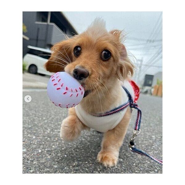 意地でも持っていきたい ボールをハムっとくわえて ルンルン散歩する犬が可愛い いぬのきもちweb Magazine
