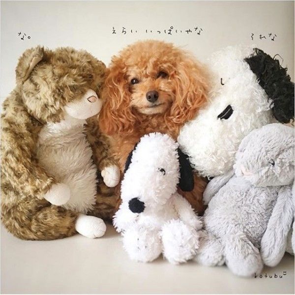 ぬいぐるみワンコ