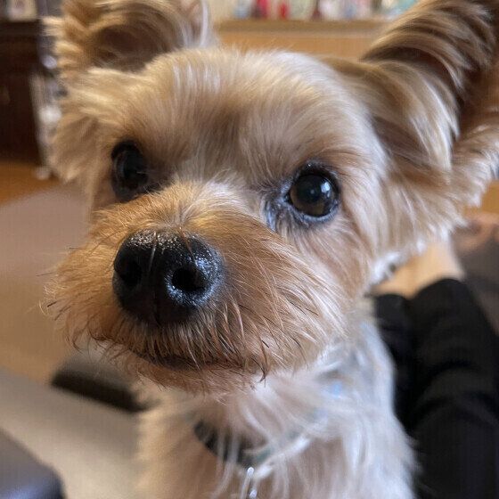 愛犬が夏バテでごはんを食べないときの対応を獣医師に聞いてみた いぬのきもち