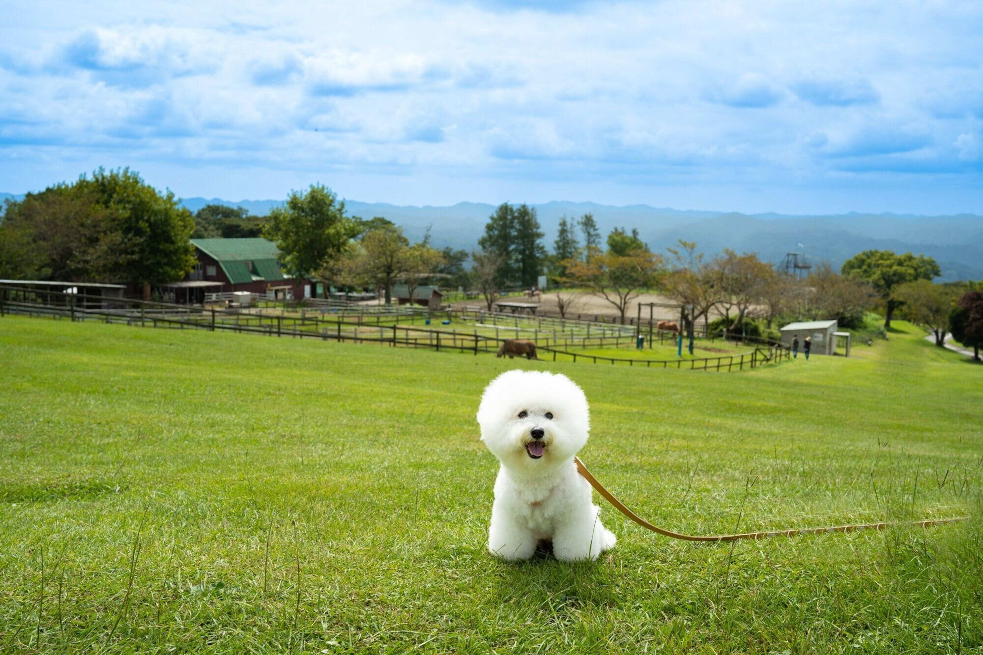 Pr 体験レポ 千葉県 マザー牧場 は犬連れのお出かけに最高な遊び場でした いぬのきもちweb Magazine Pr 体験レポ 千葉県 マザー牧場 は犬連れのお出かけに最高な遊び場でした いぬのきもちweb Magazine