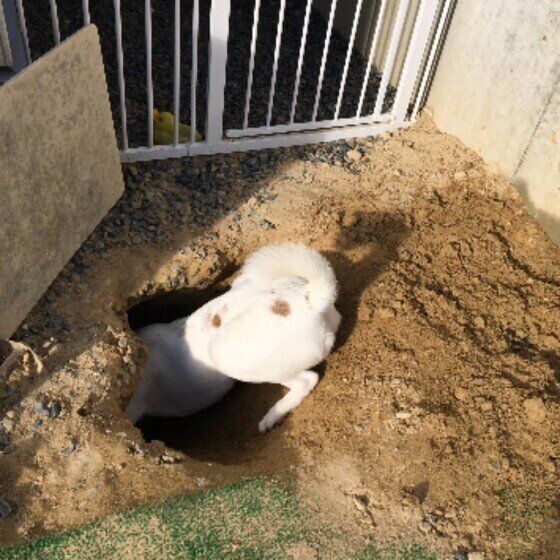 穴掘り名人ミックスのメロディーちゃん