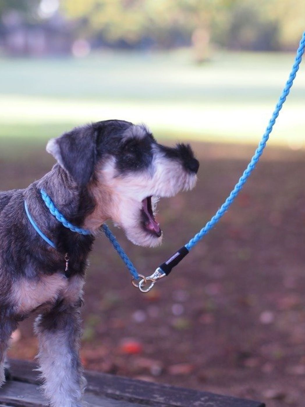来客やチャイムに吠える愛犬に必要なことは 愛犬の事情をわかってあげよう いぬのきもちweb Magazine 来客やチャイムに吠える愛犬に必要なことは 愛犬の事情をわかってあげよう いぬのきもちweb Magazine
