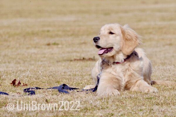 フセをするうにちゃん