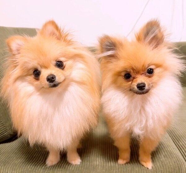 首をかしげてシンクロするテディちゃんとオチェちゃん