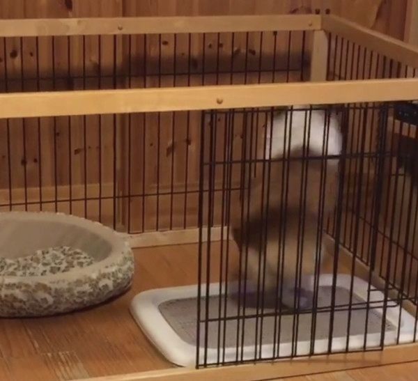 腸を刺激するコーギー