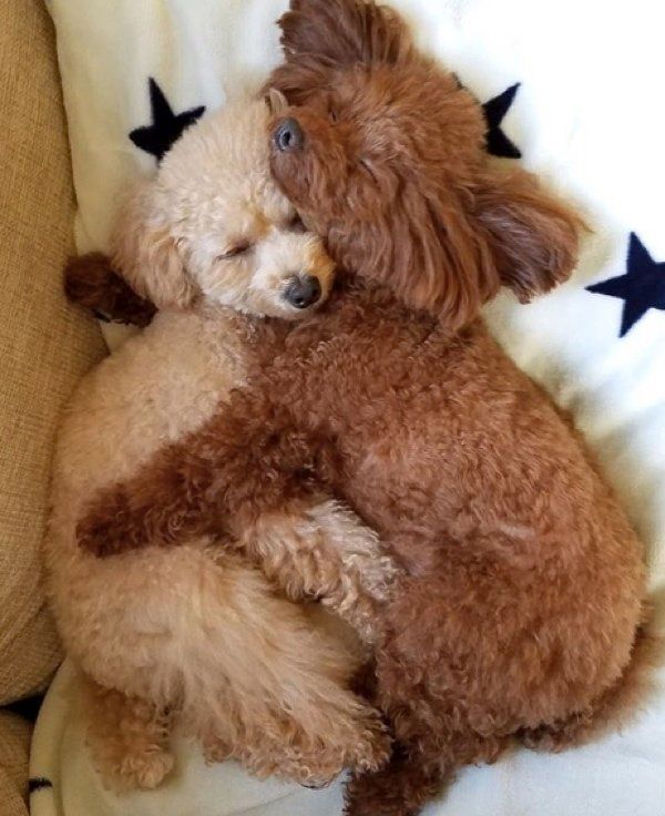 仲良しなトイ・プードル姉妹