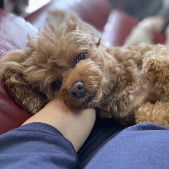 腕枕で甘えるピノくん