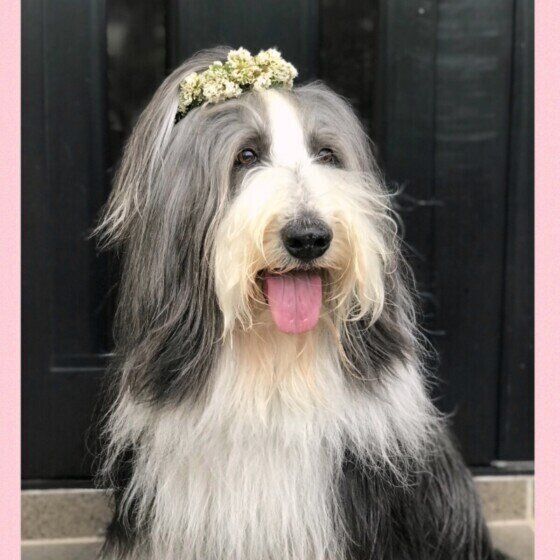 ビアデッド・コリー