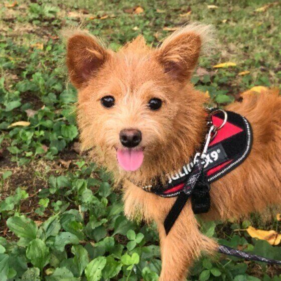 犬を迎える前に犬種の特徴を知っておく理由 ミックス犬の場合は？ いぬのきもち