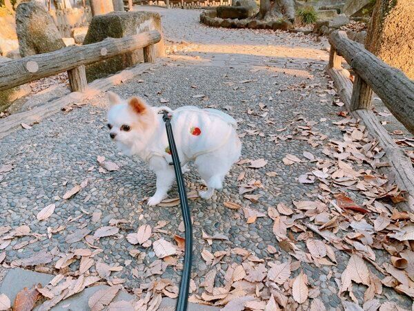 怖がりながら散歩をするいずも丸くん