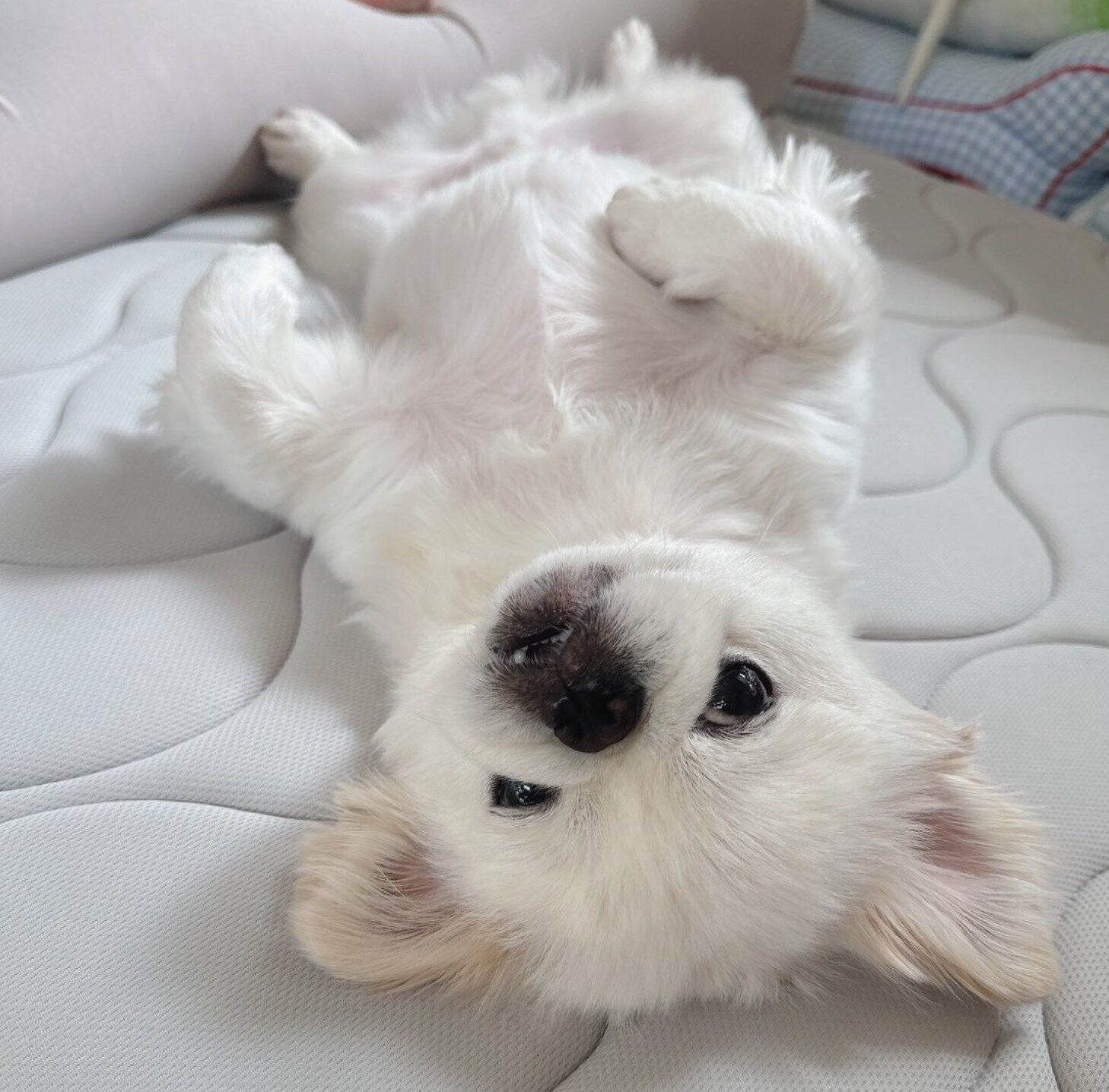 ヘソ天するちくわくん