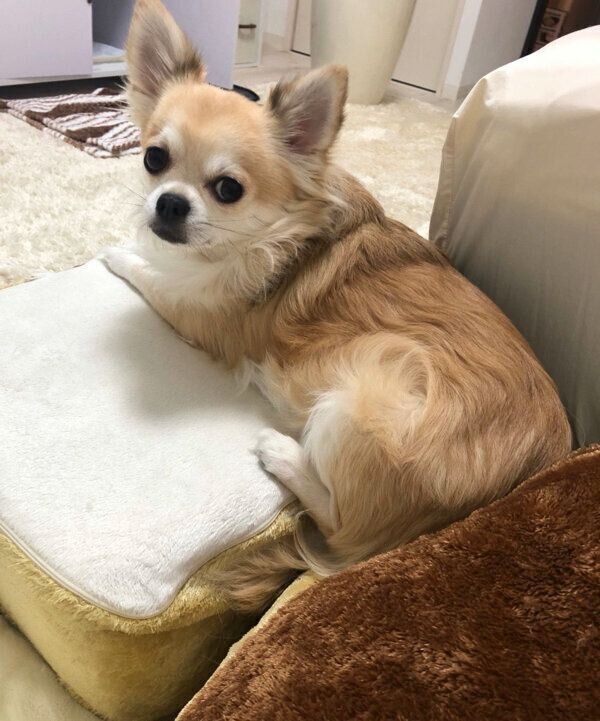 クッションの上に座るちくわくん