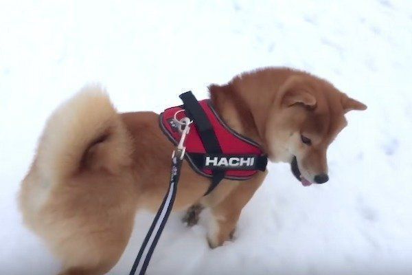 雪道ではしゃぐ柴犬