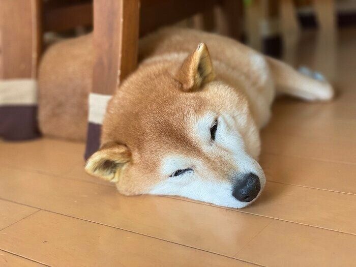 マロたん歩き方がおかしい 不安な気持ちで病院へ行った日のこと いぬのきもちweb Magazine