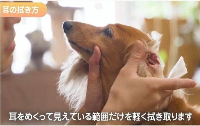 おうちでお手入れシリーズ「耳そうじ」