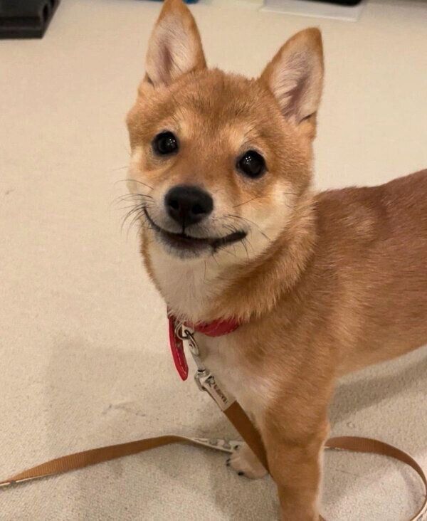 おやつを見て目をキラキラさせるこうめちゃん