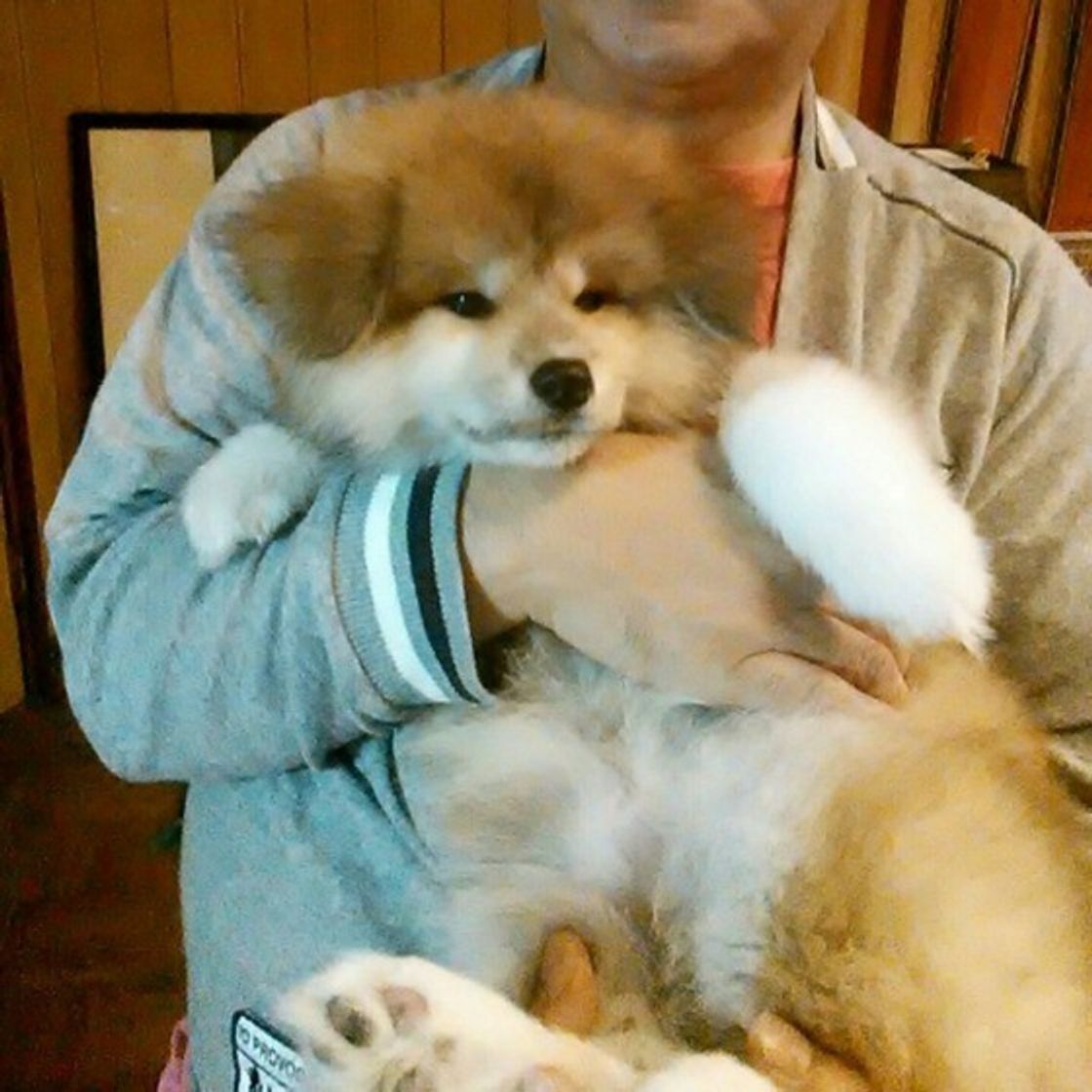 獣医師が解説 秋田犬の大きさは 平均体重とほかの犬との比較まで いぬのきもちweb Magazine 獣医師が解説 秋田犬の大きさは 平均体重とほかの犬との比較まで いぬのきもちweb Magazine