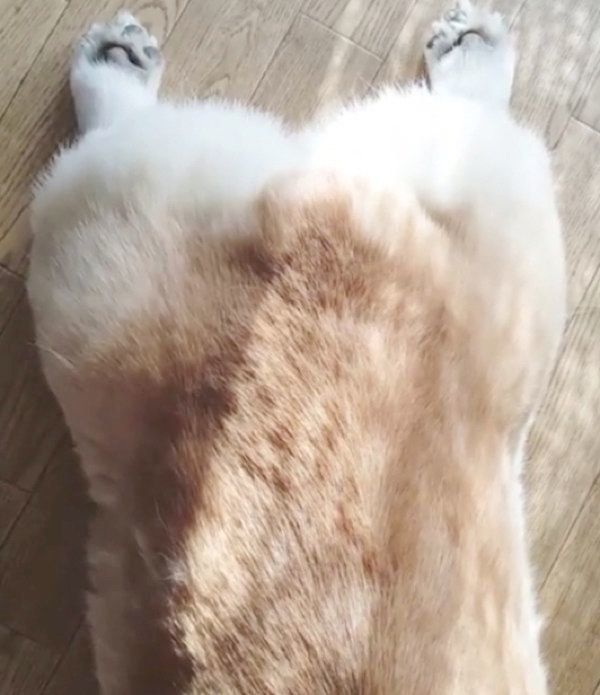 床で寝そべるコーギー