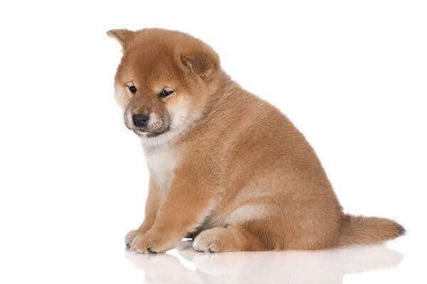 おすわりする犬