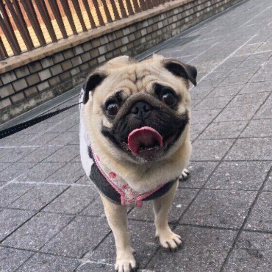 散歩するパグ
