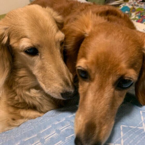 仲良く寄り添う２頭のミニチュア・ダックスフンド