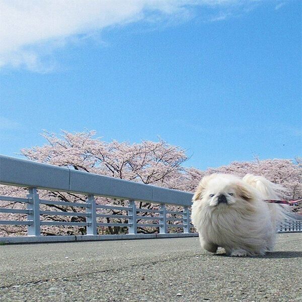 お散歩するうにちゃん