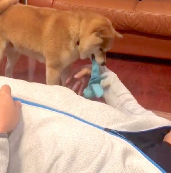 パパさんと遊びたい豆柴