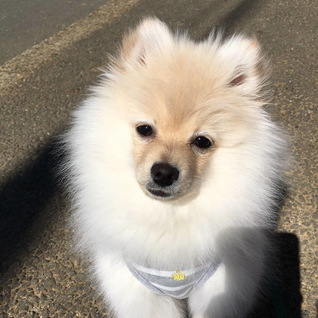 猿期のポメラニアンたぬ吉くん