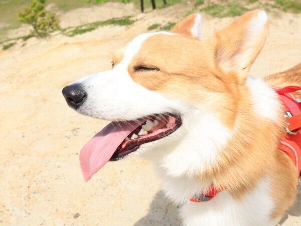 楽しそうなルコスくん