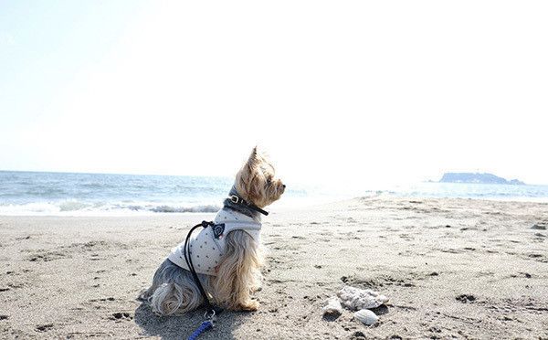 海にいるヨークシャー・テリア