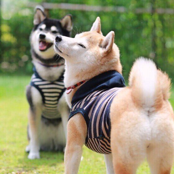 柴のこむぎちゃんのお尻