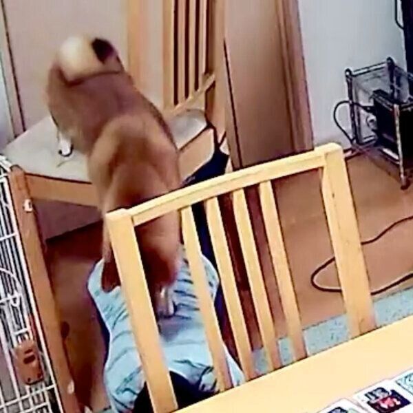 息子さんの背中に登るむぎまるくん