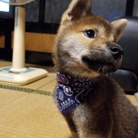 振り向く柴犬