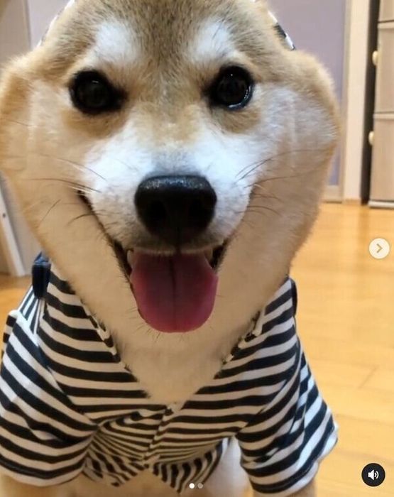 微笑むラテくん