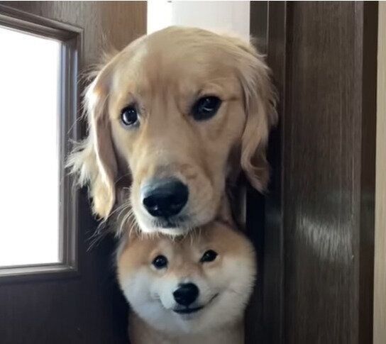 ドアに挟まる兄と妹ワンコ♡