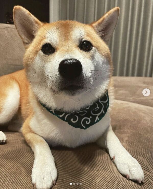 見つめるしらすくん