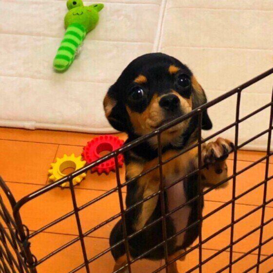 小型犬のぽこちゃん