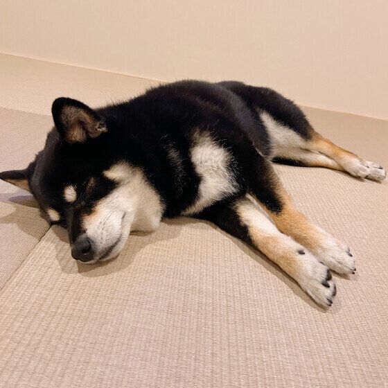 柴のラガーちゃん