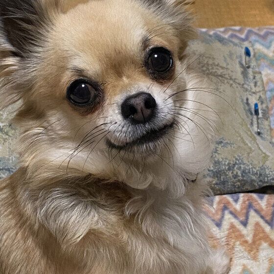 見つめるチワワ