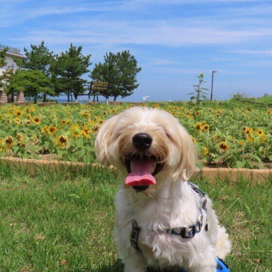 犬が雷や花火を怖がる理由と対応　雷・花火が苦手なコの対策を獣医師に聞いた いぬのきもち