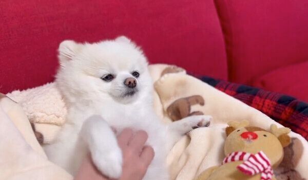 マッサージを堪能するぽんちゃん