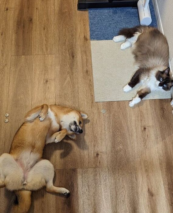 ヘソ天をする柴犬のこみちちゃんと寝そべるラグドールのギルバートくん
